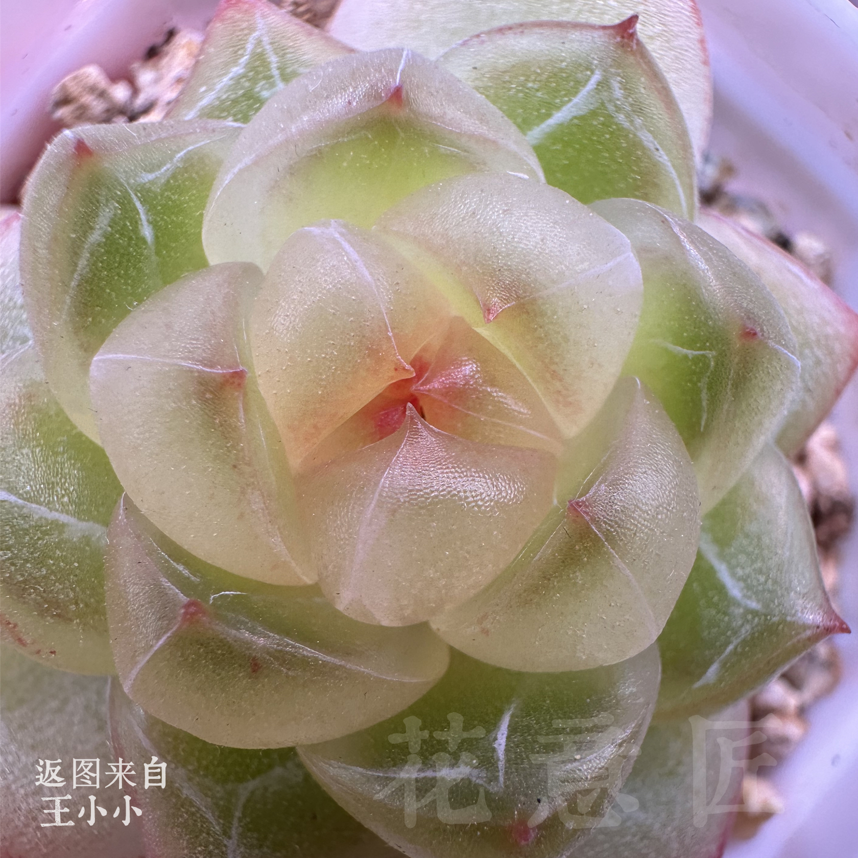 三号链接 j047-j050 框拍 1/2 花意匠多肉 加购物车可查看回放