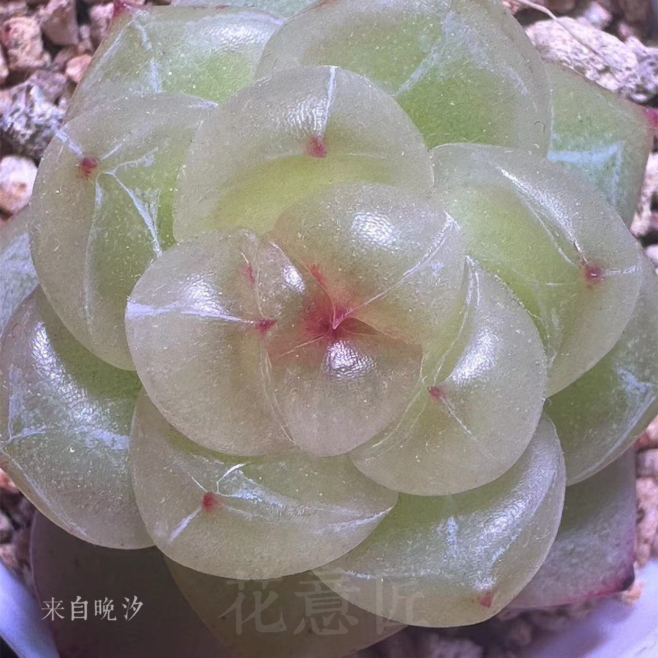三号链接 k013-k030 框拍 8/23 周五 多肉植物 讲解点击封面图