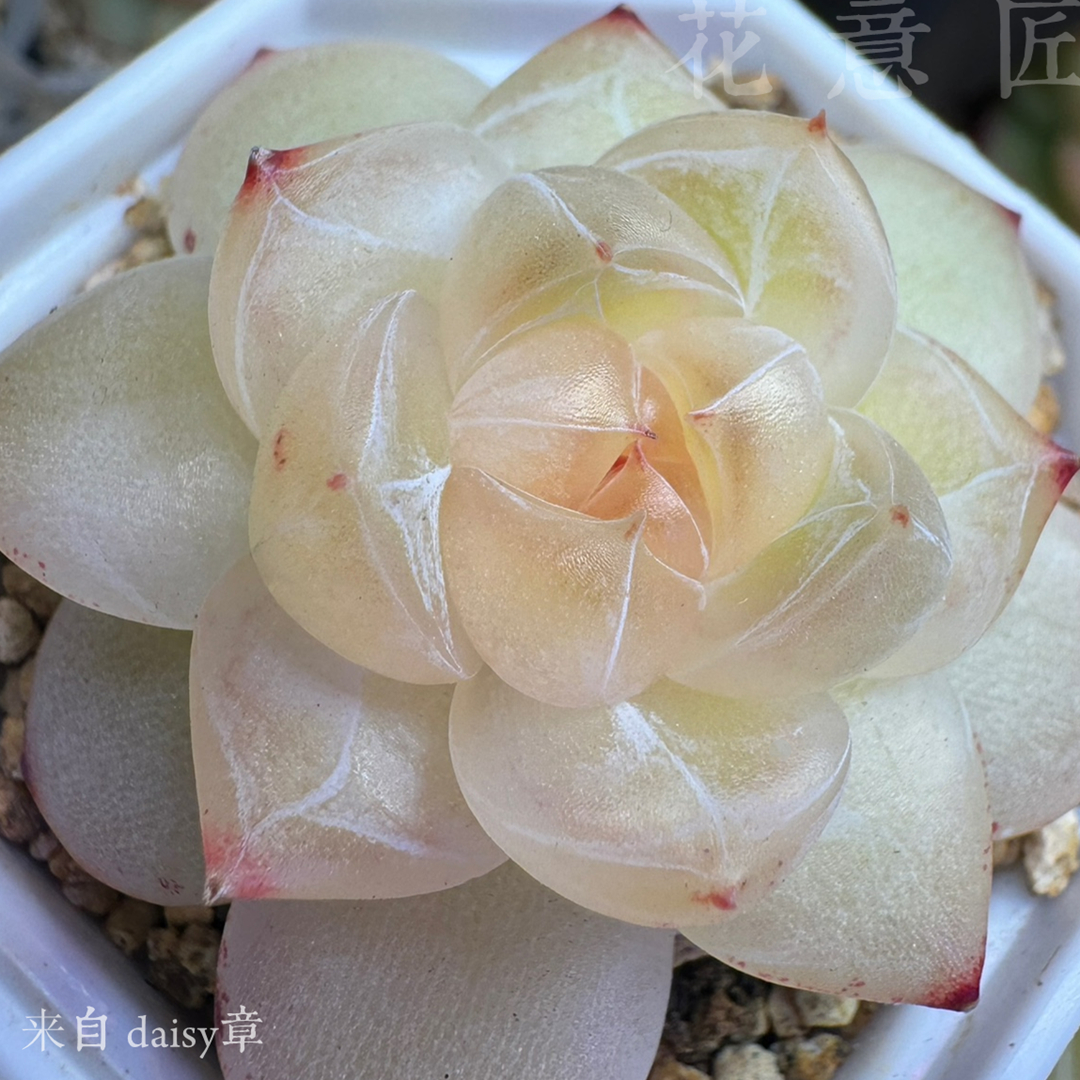 四号链接 y028-y046 框拍 7/24 周三 多肉植物 讲解点击封面图