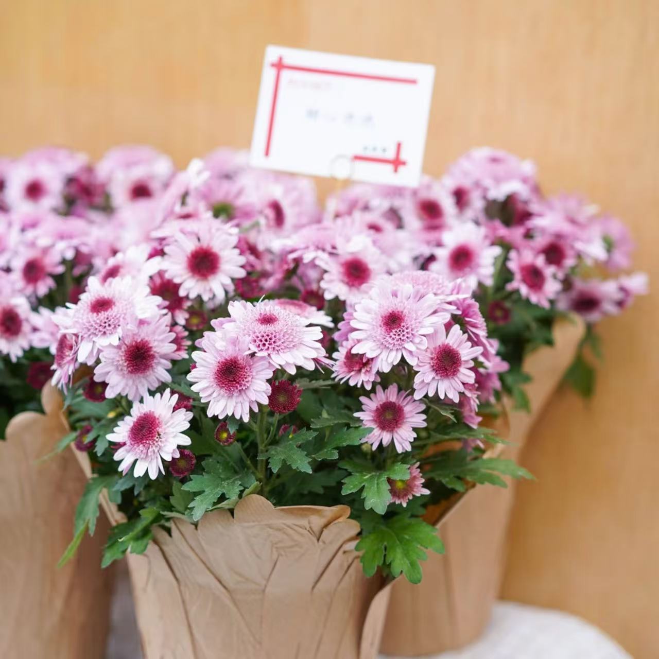 泡泡菊盆栽花彩多年生花卉阳台花园窗台种植耐热耐寒秋冬种植好养