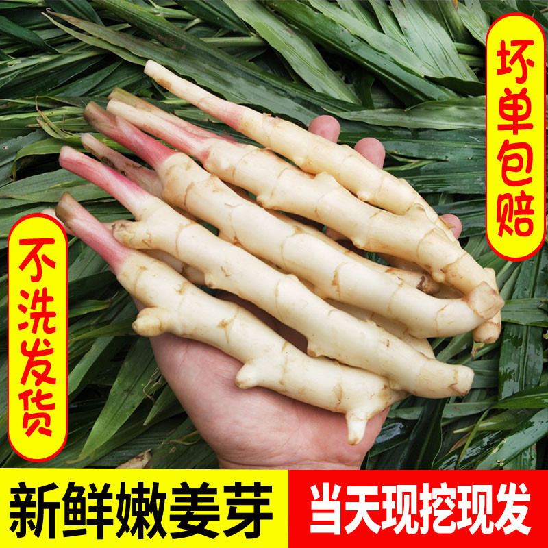 新鲜姜芽仔姜嫩姜芽红芽嫩姜生姜1/3/5斤包邮