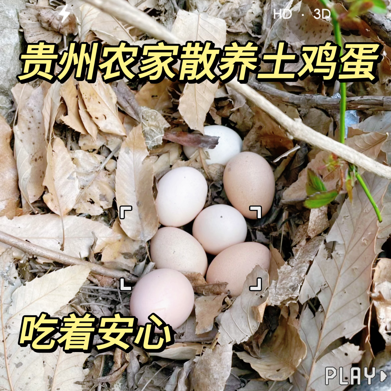 贵州农家散养走地鸡——鸡蛋/30枚装