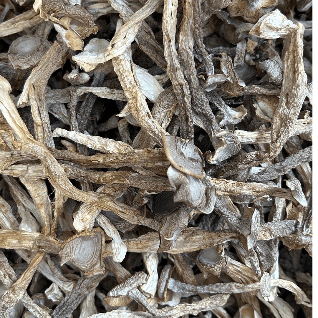 2025年新品贵州鹿茸菇煲汤爆炒好菌菇——