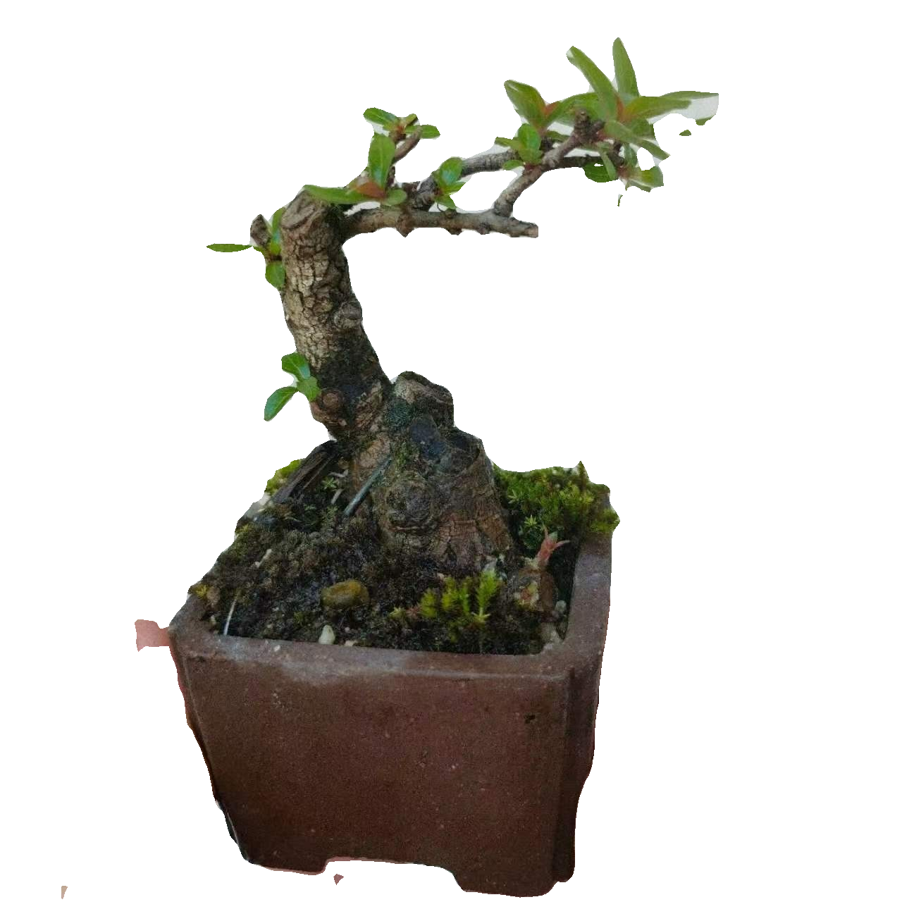 水杨梅【直播间一物一拍】【私自拍下随机发货】花期