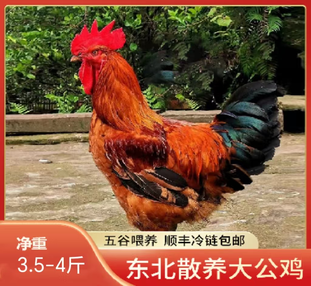 东北散养黄油大公鸡三斤半到四斤笨鸡黄芪喂养无抗