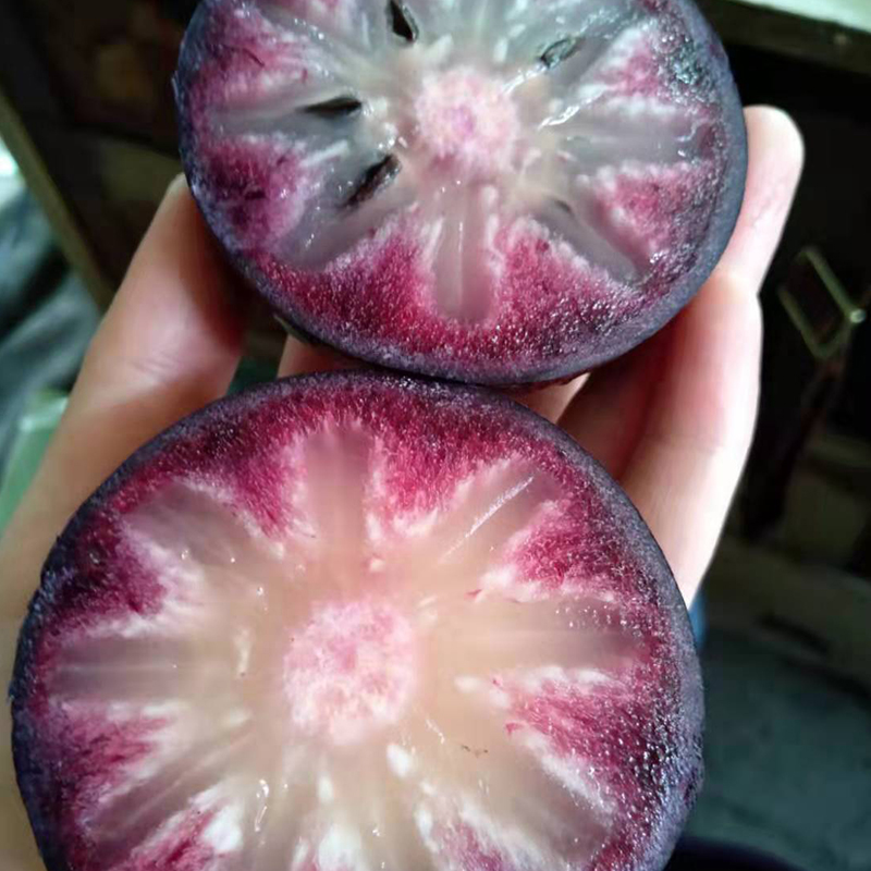 3Q紫皮牛奶果嫁接苗