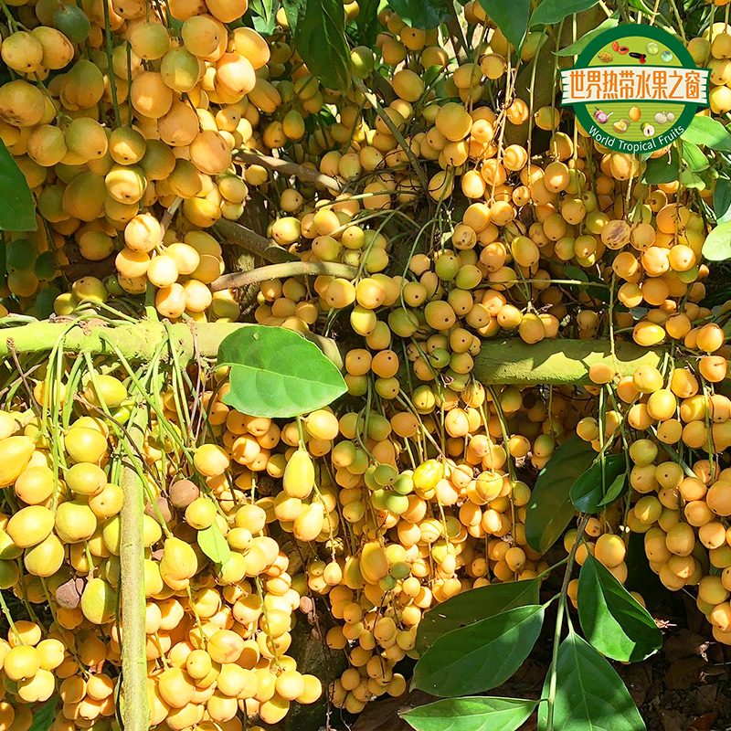 泰国木奶果/添丁果（发1公1母）