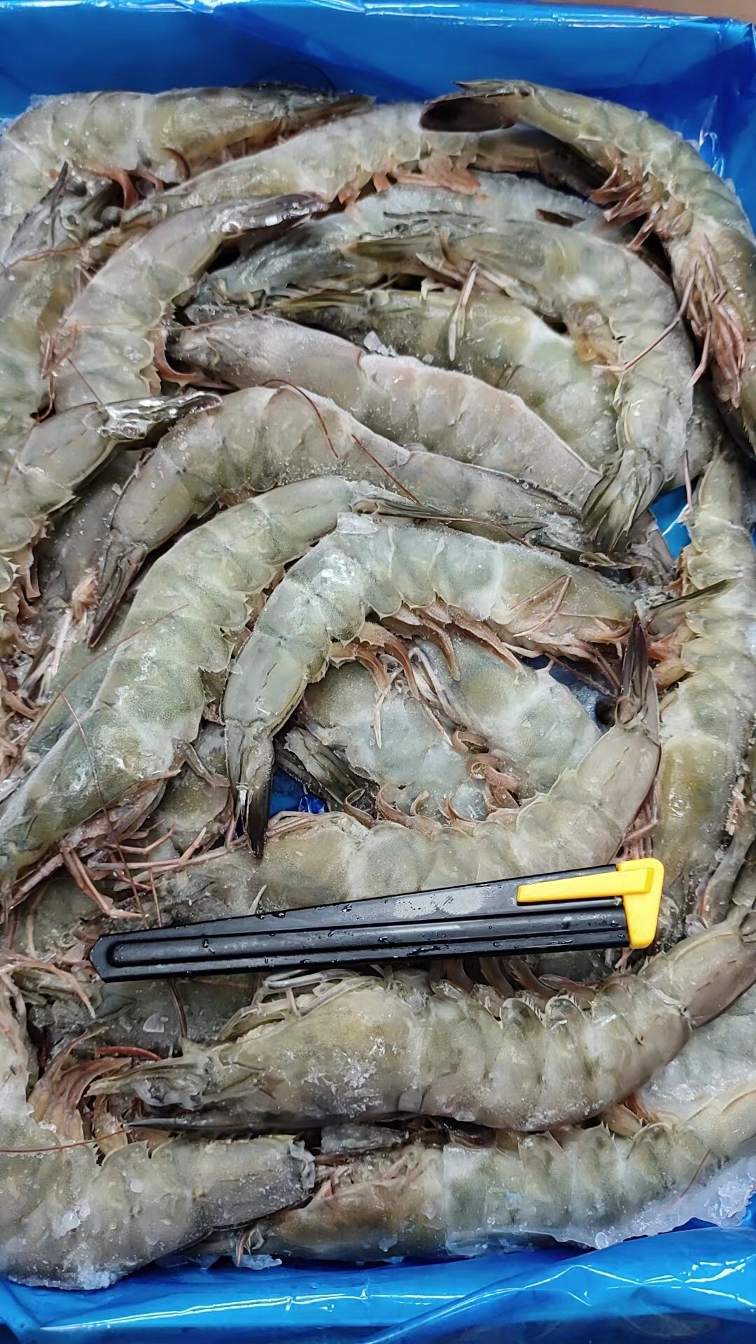 大号泰虾，自然生长，颜色各异属正常现象，介意者慎拍