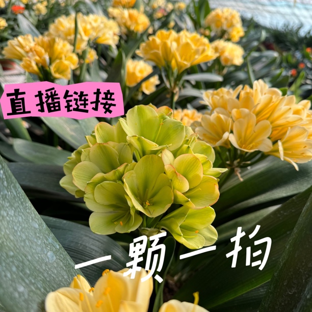 1号直播链接 一颗一拍 【鞍山君子兰】绿色养护光照养殖生长植株