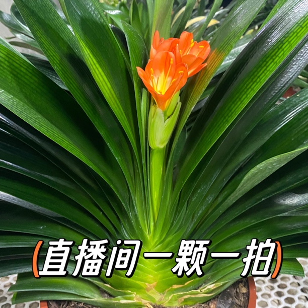 2号直播链接 一颗一拍【鞍山君子兰】绿色养护光照养殖生长植株