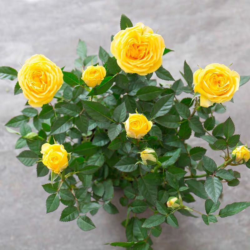 黄金巴比伦月季花盆栽花苗花卉月季种植种植