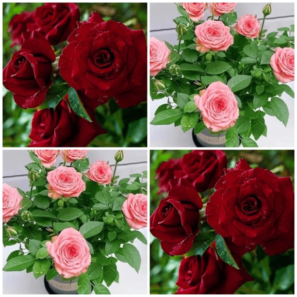 红丝绒+仙度瑞拉月季花苗庭院阳台玫瑰花盆栽花卉