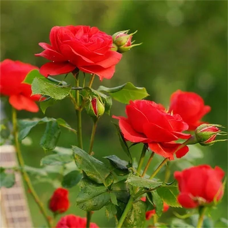 红苹果月季花苗四季开红色大花庭院阳台玫瑰花盆栽花卉