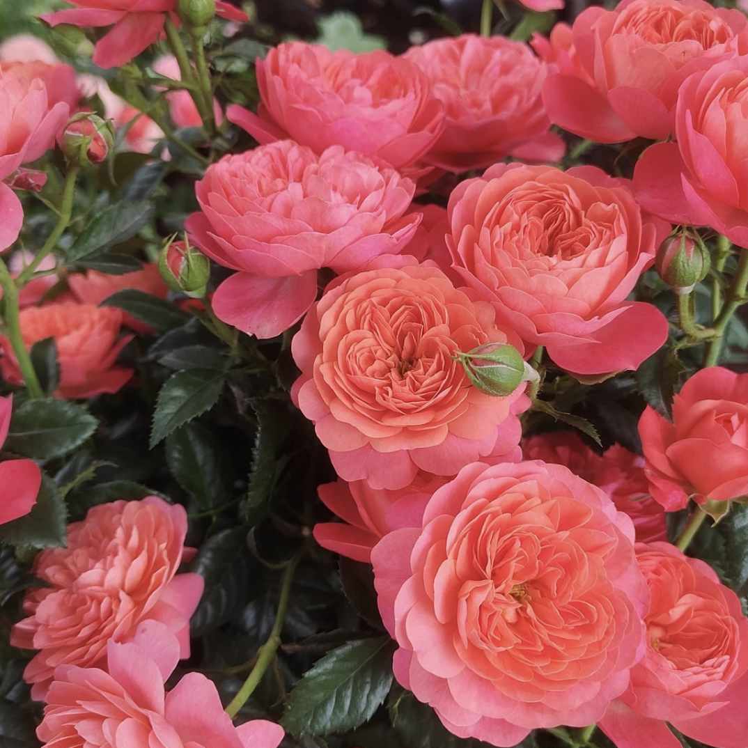 彩虹阳台 月季花苗盆栽 阳台花卉观花植物种植植株