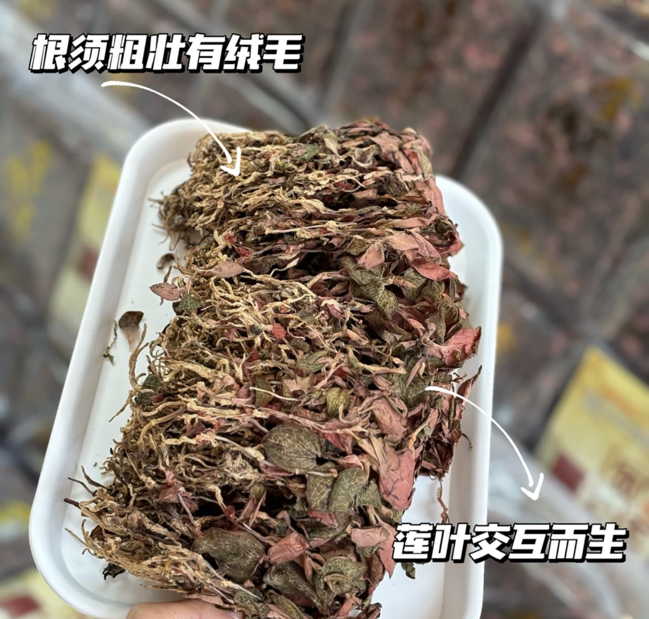 【6•18活动】整株正品南靖红霞金线莲子整株无碎