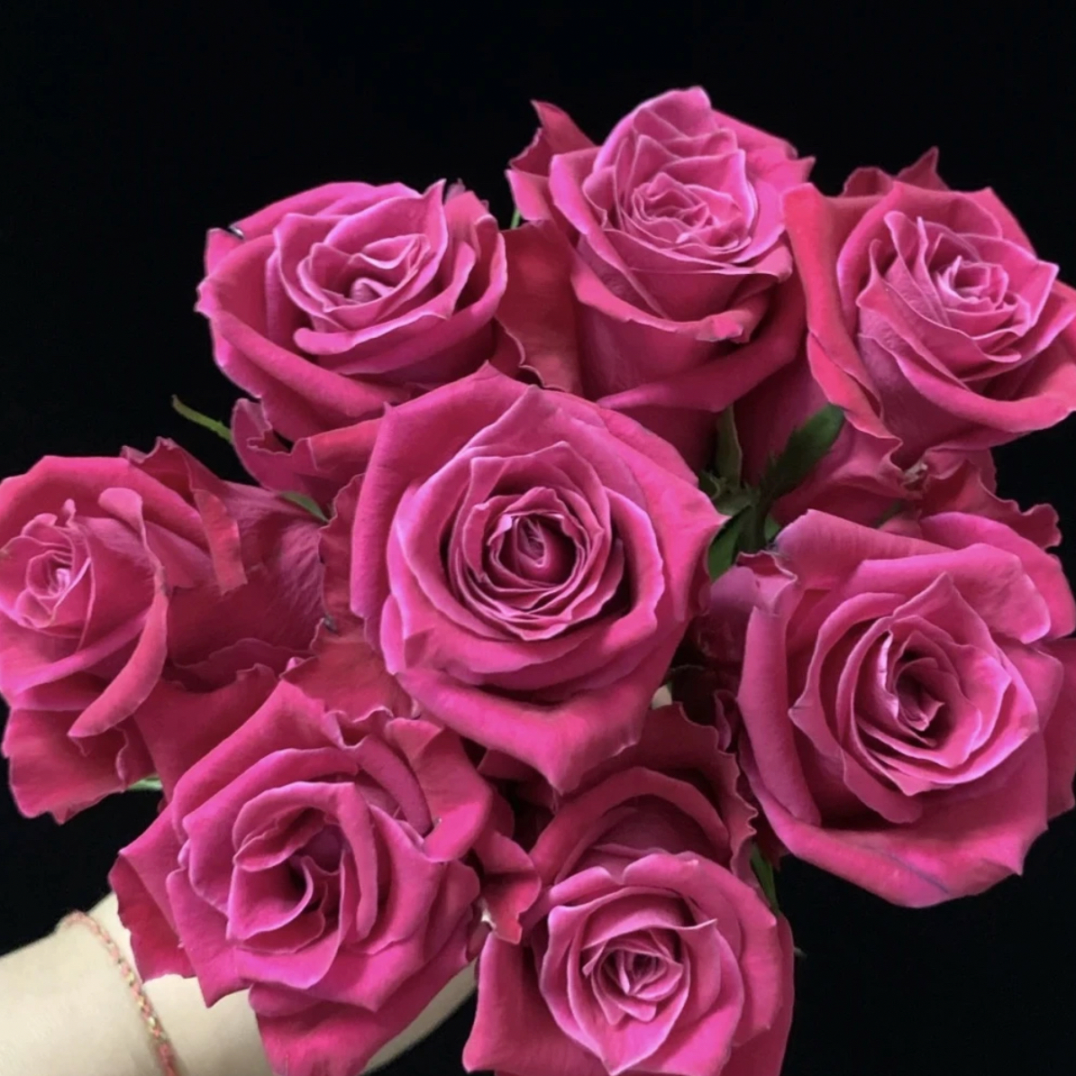 【大富贵】一加仑盆 多棵扦插大花浓香多季节开花阳台庭院花卉盆栽