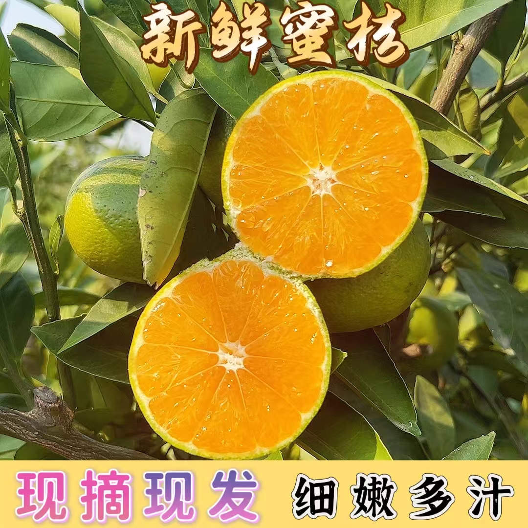 正宗宜昌蜜桔青黄皮无籽蜜桔新鲜薄皮多汁现摘现发应季5/9斤橘子