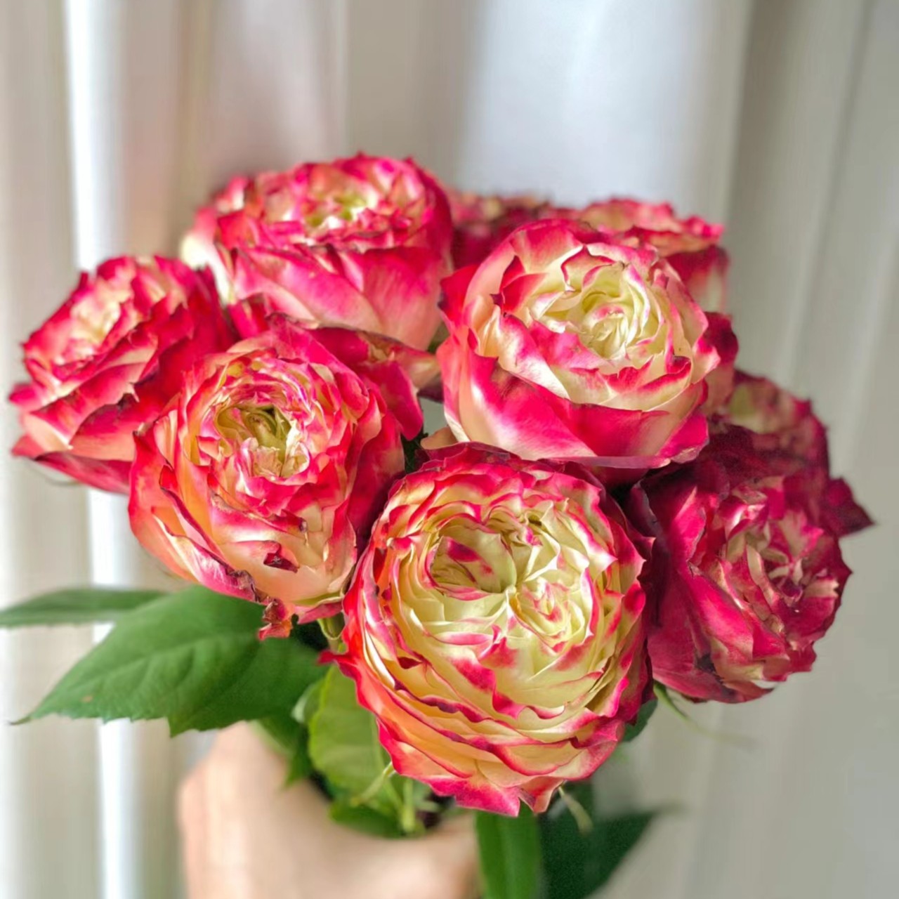 苹果杰克肯尼亚切花灌木月季花苗四季开直立性好超级新品植物盆栽