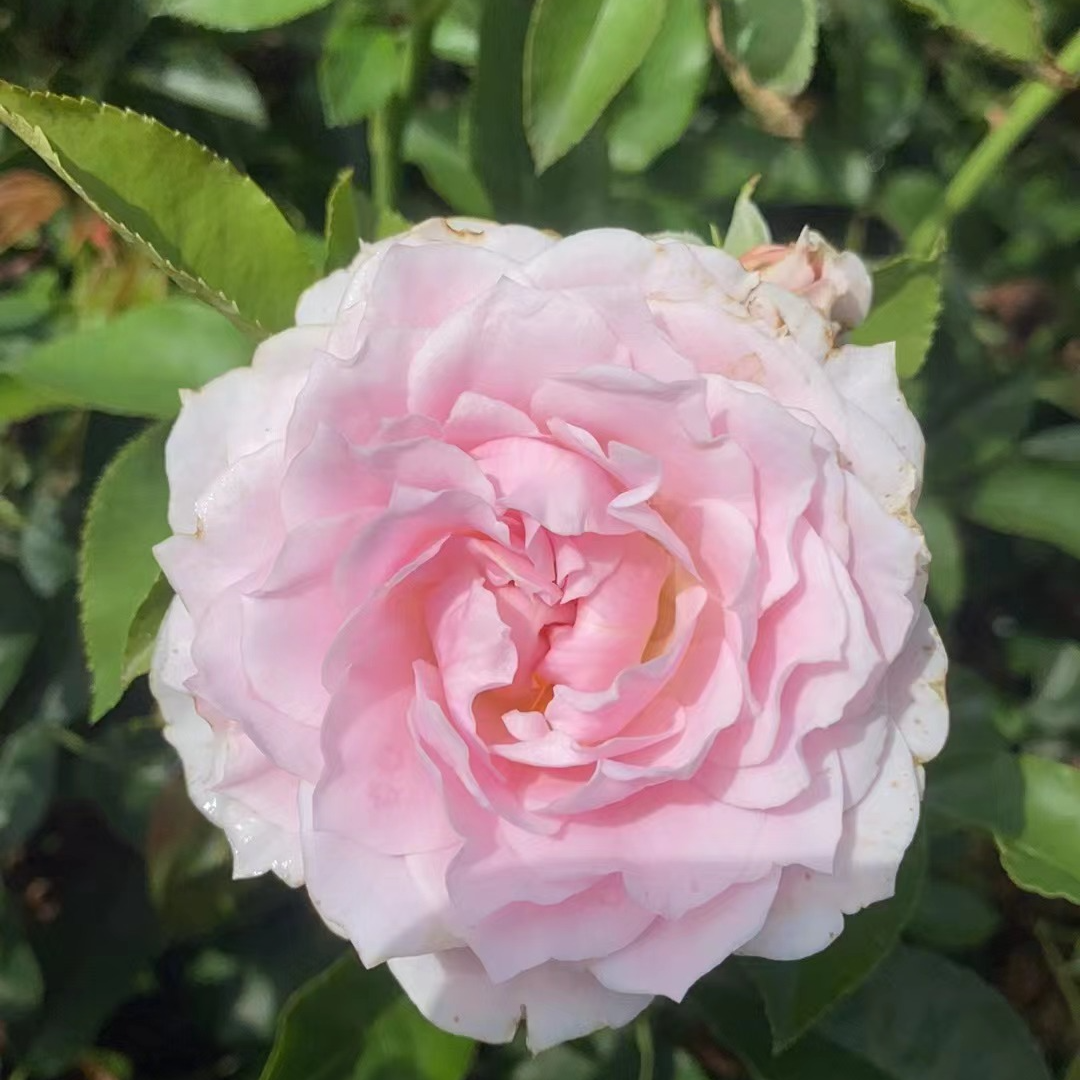 蓝朱丽叶塔粉色花扦插小苗多头勤花新手容易养活月季花苗多季开花