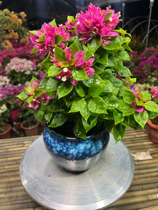 陶瓷盆品种三角梅(带陶瓷盆发货 ）