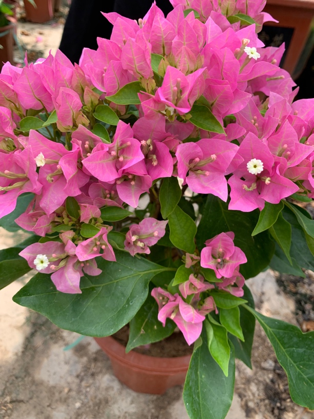 （比芭粉）三角梅勤花品种  换盆不售后