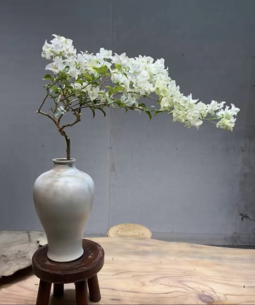 （白雪公主）三角梅开花机器劳模   不易掉花   换盆不售后哦