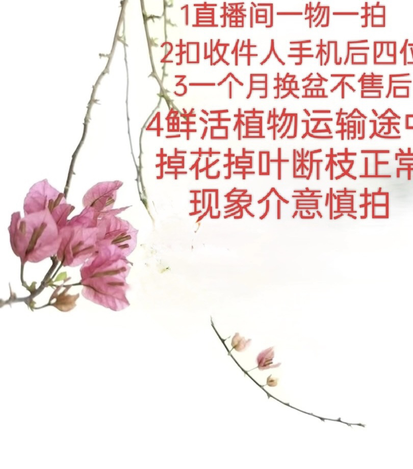 三角梅直播间替代链接