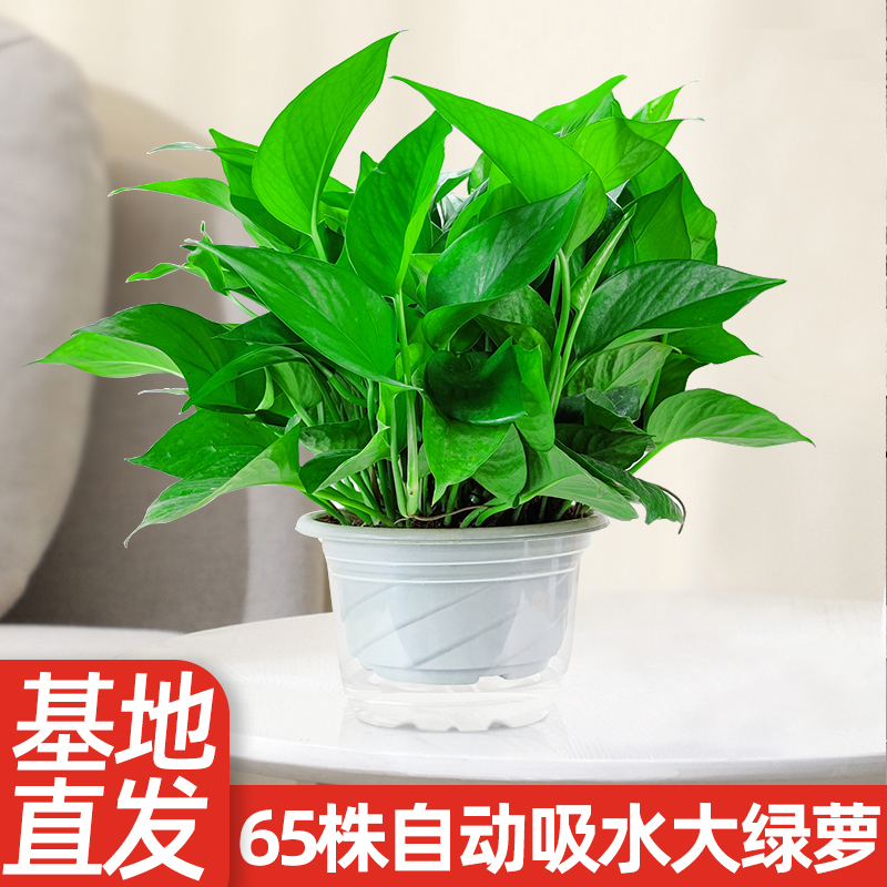 绿萝盆栽除甲醛植物盆栽室内净化空气绿植盆栽盆景花卉绿箩