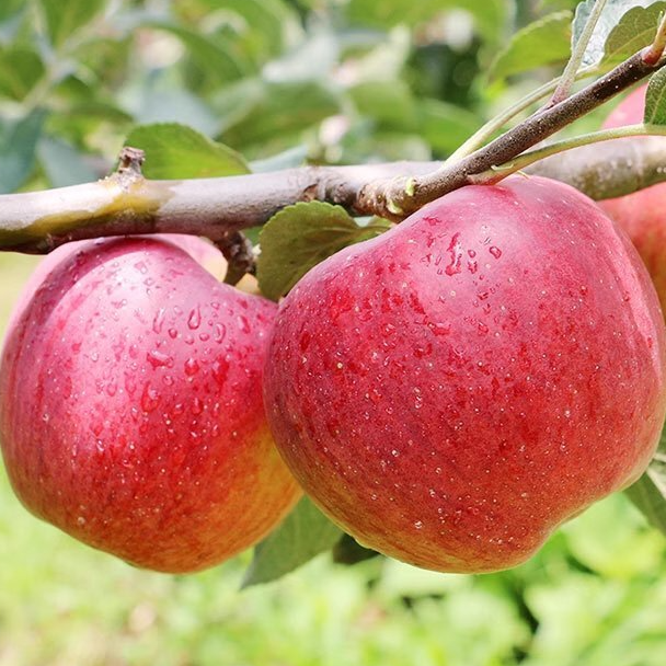 1031农家新鲜红苹果