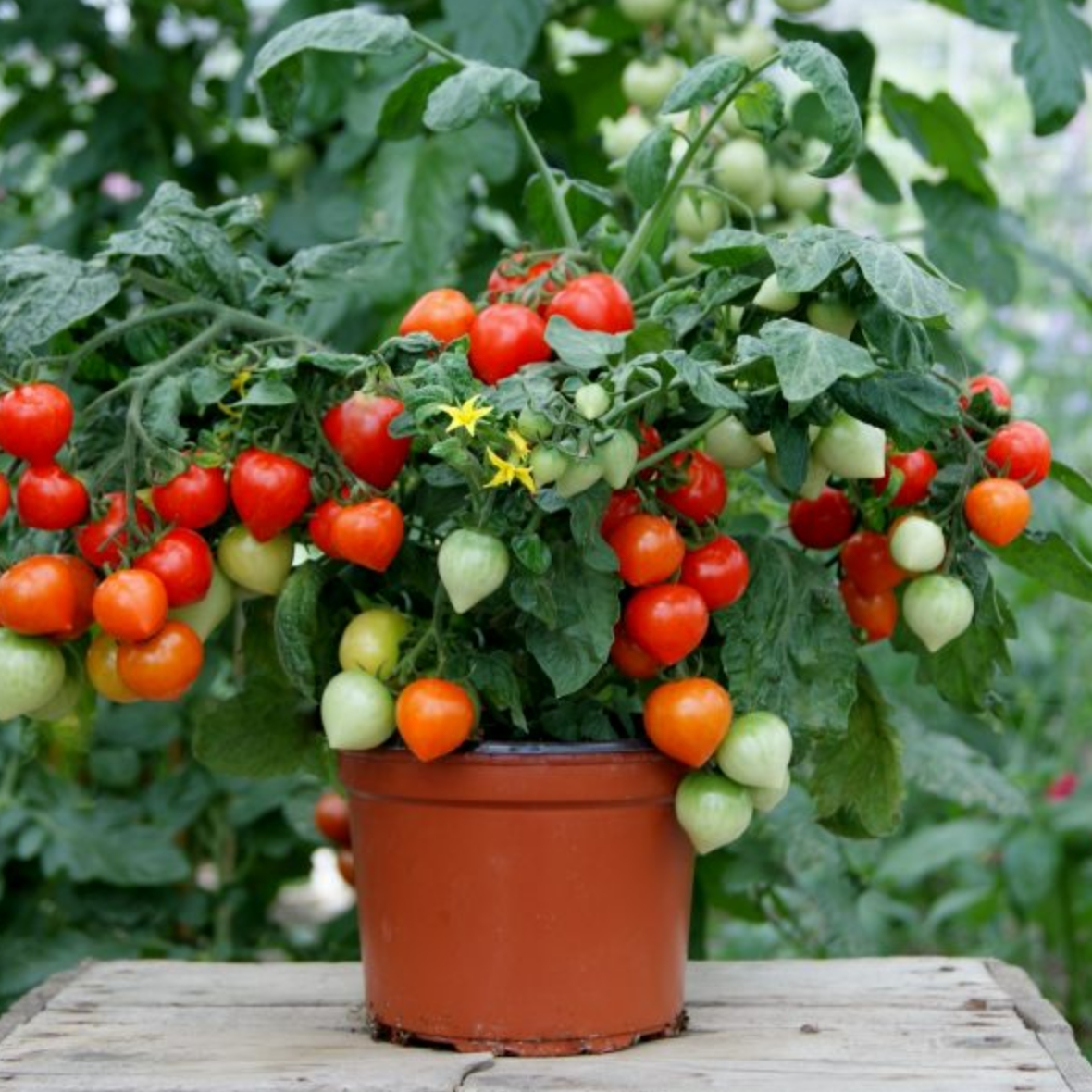 朵屿花间田园矮生小番茄盆栽 发货快口感好