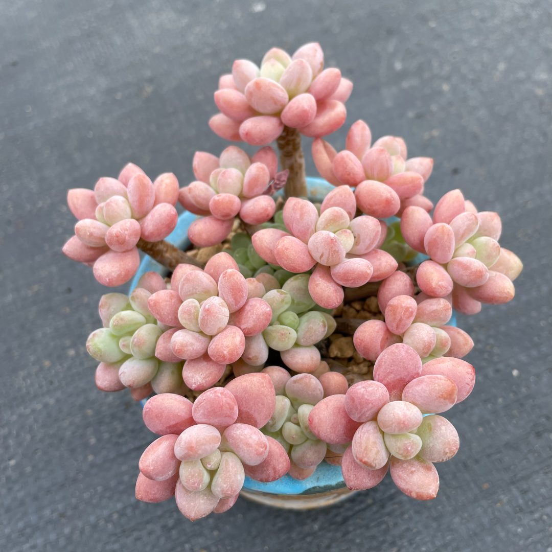 万花筒精品多肉 高端老桩多肉植物盆栽