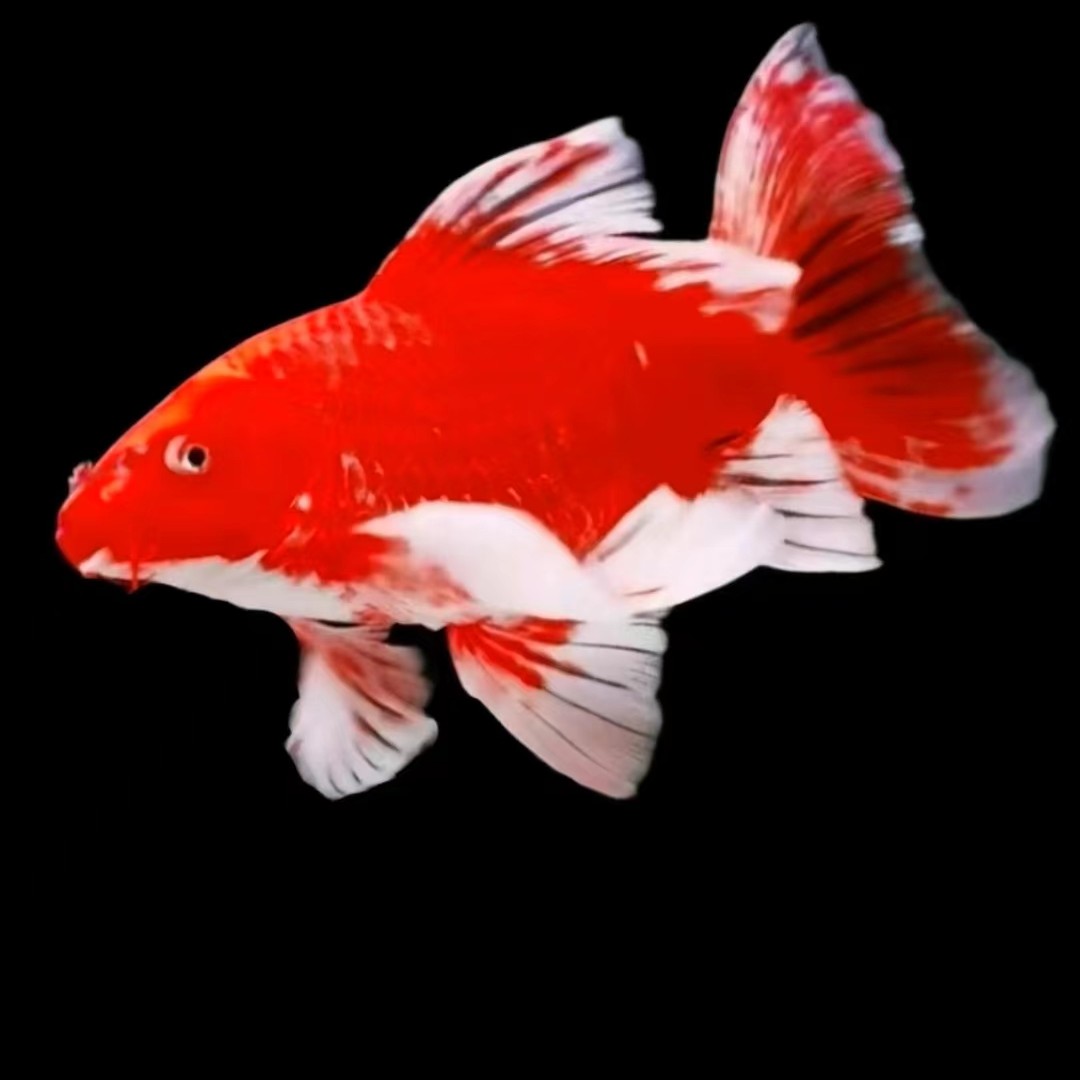 台湾蝴蝶鲤：普身 普短 短身 超短 大鳍大尾