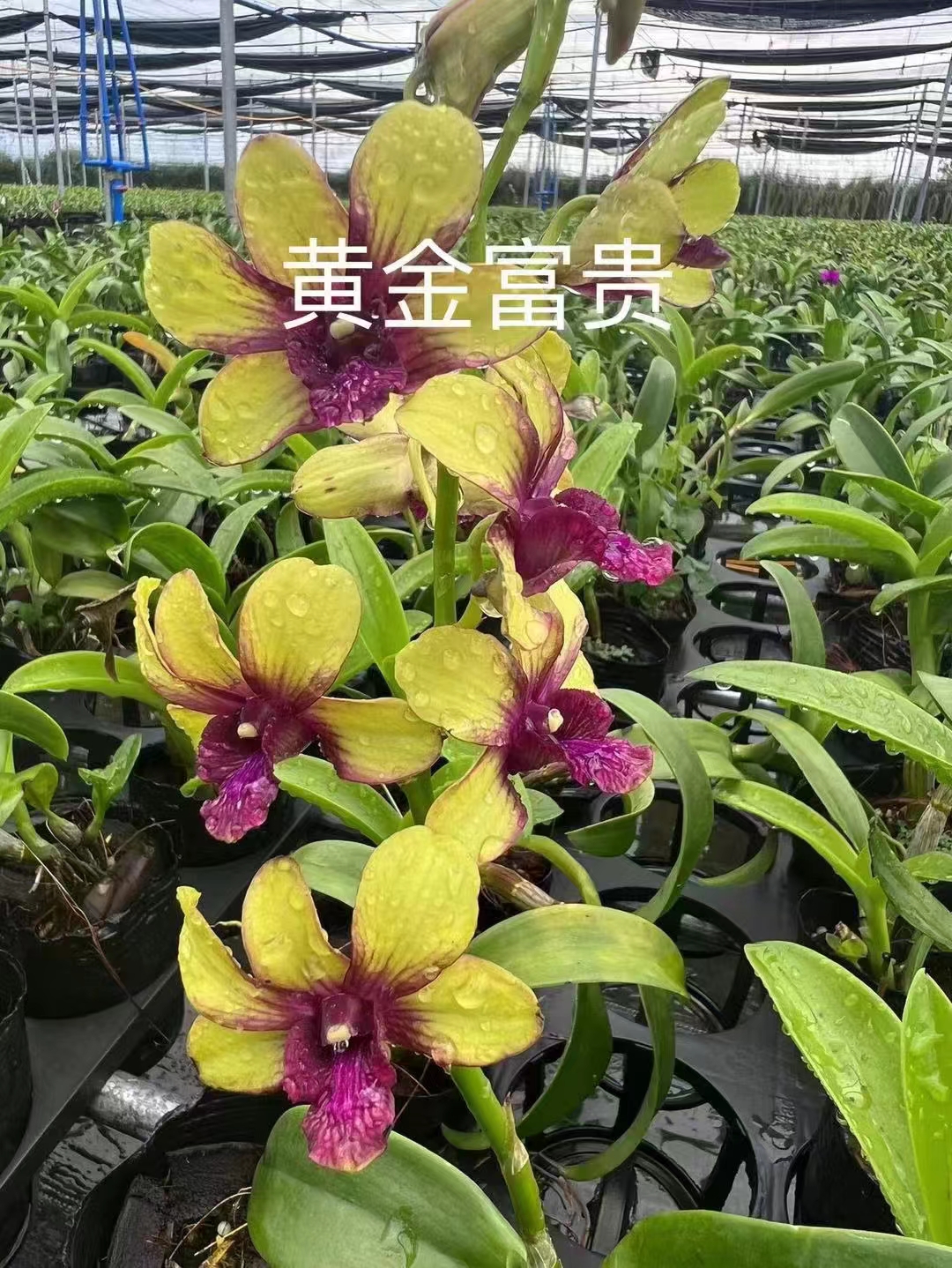 秋石斛兰（黄金富贵） 窗台阳台皆可养护/收藏品种