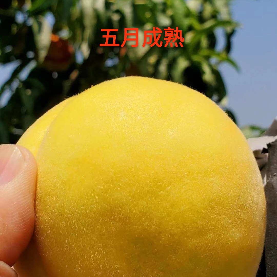 五月成熟黄桃苗 （10株）