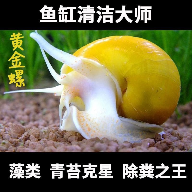 绿藻黄金螺大号净化水质批发清洁鲜活观赏螺吃鱼屎鱼缸除草