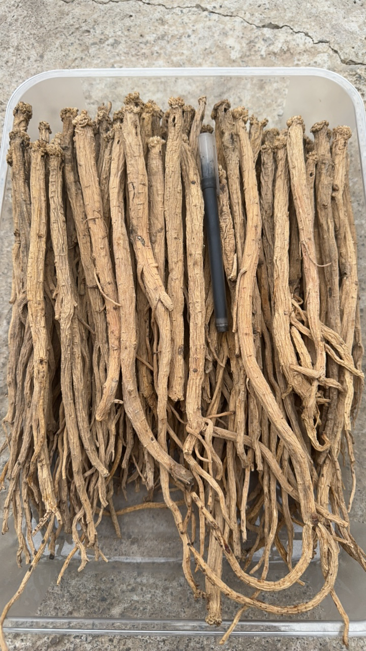 岷县自产党参中条