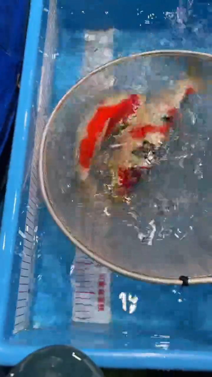 【闪购商品】锦鲤淡水不分公母0活体顺丰包邮包开箱活