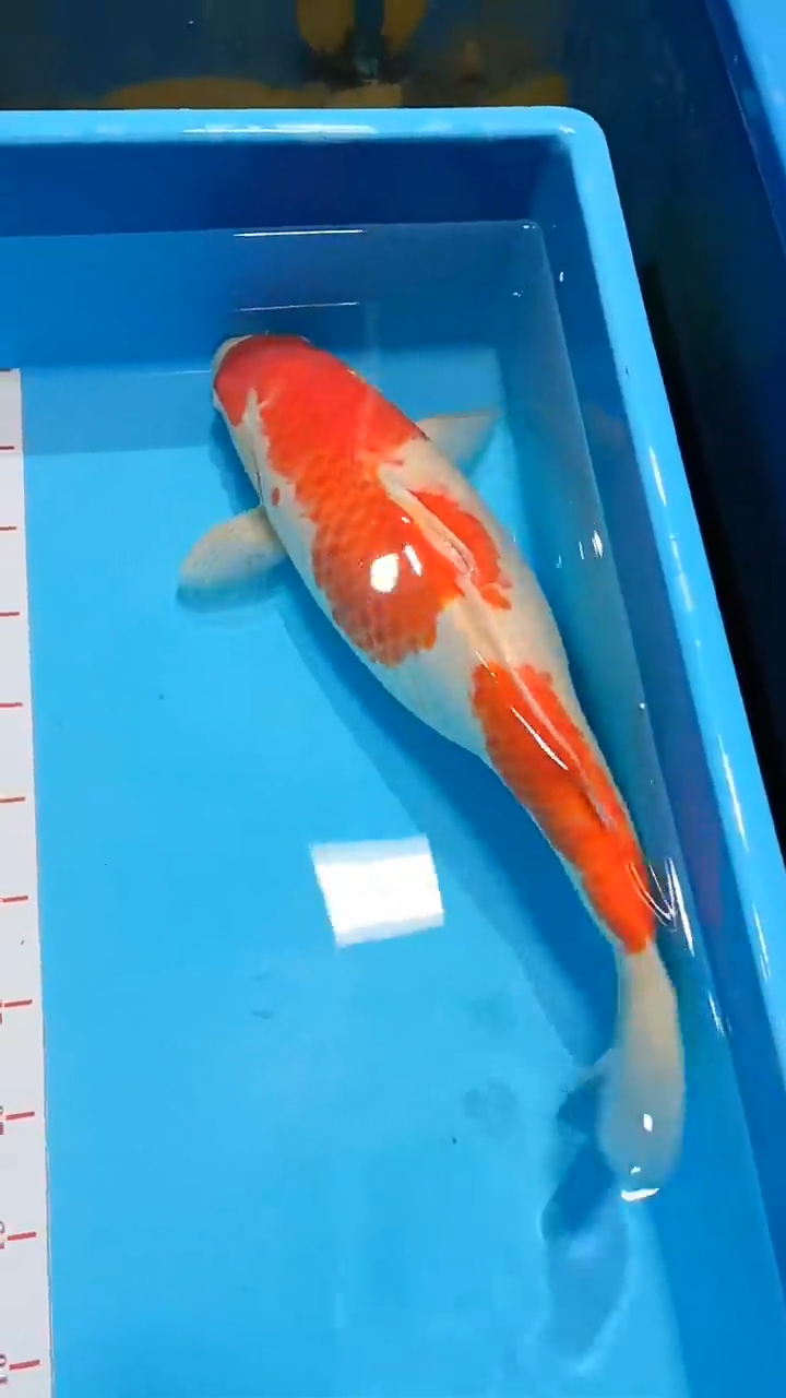 【闪购商品】锦鲤淡水不分公母0活体顺丰包邮包开箱活