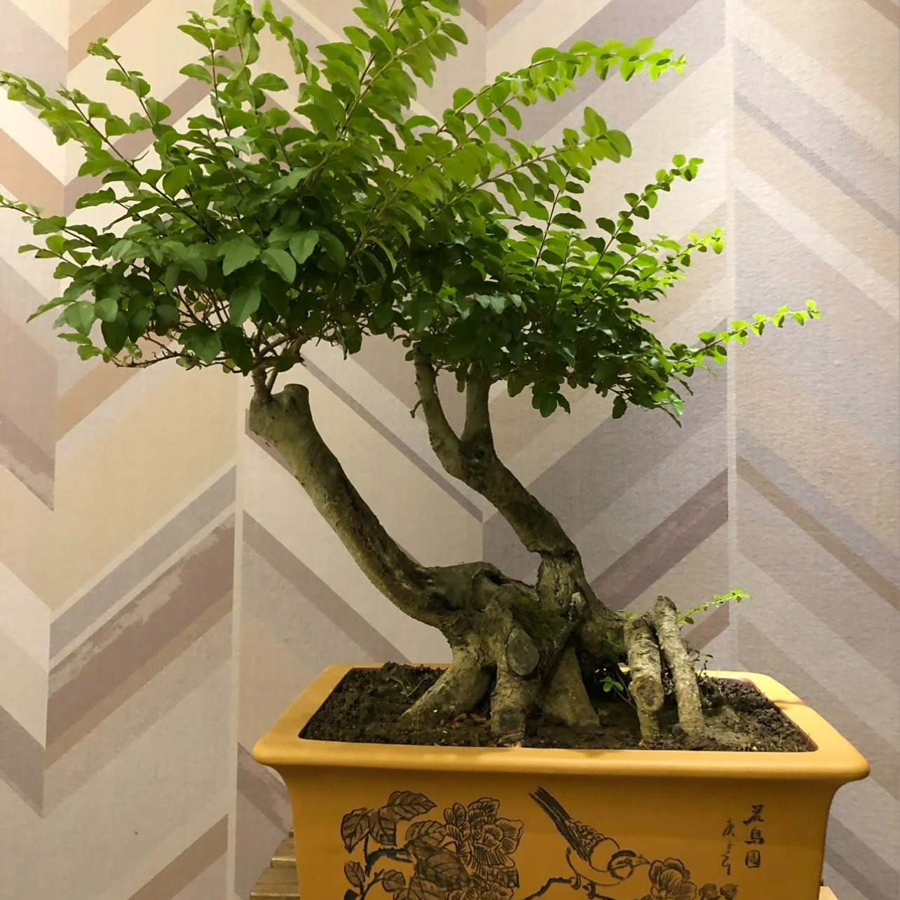 小叶女贞造型盆景