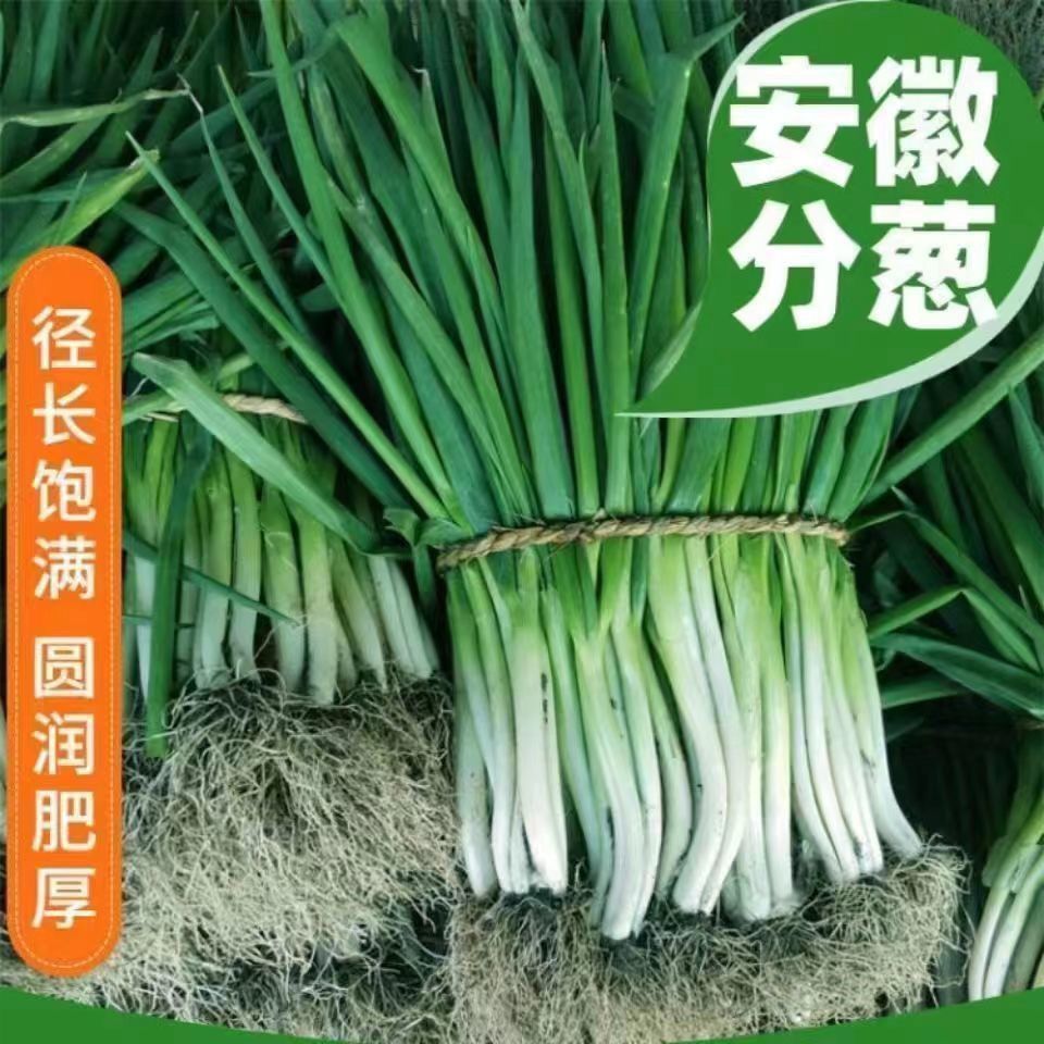 安徽分葱新鲜蔬菜农家本地包邮葱可吃可栽带根带泥现发