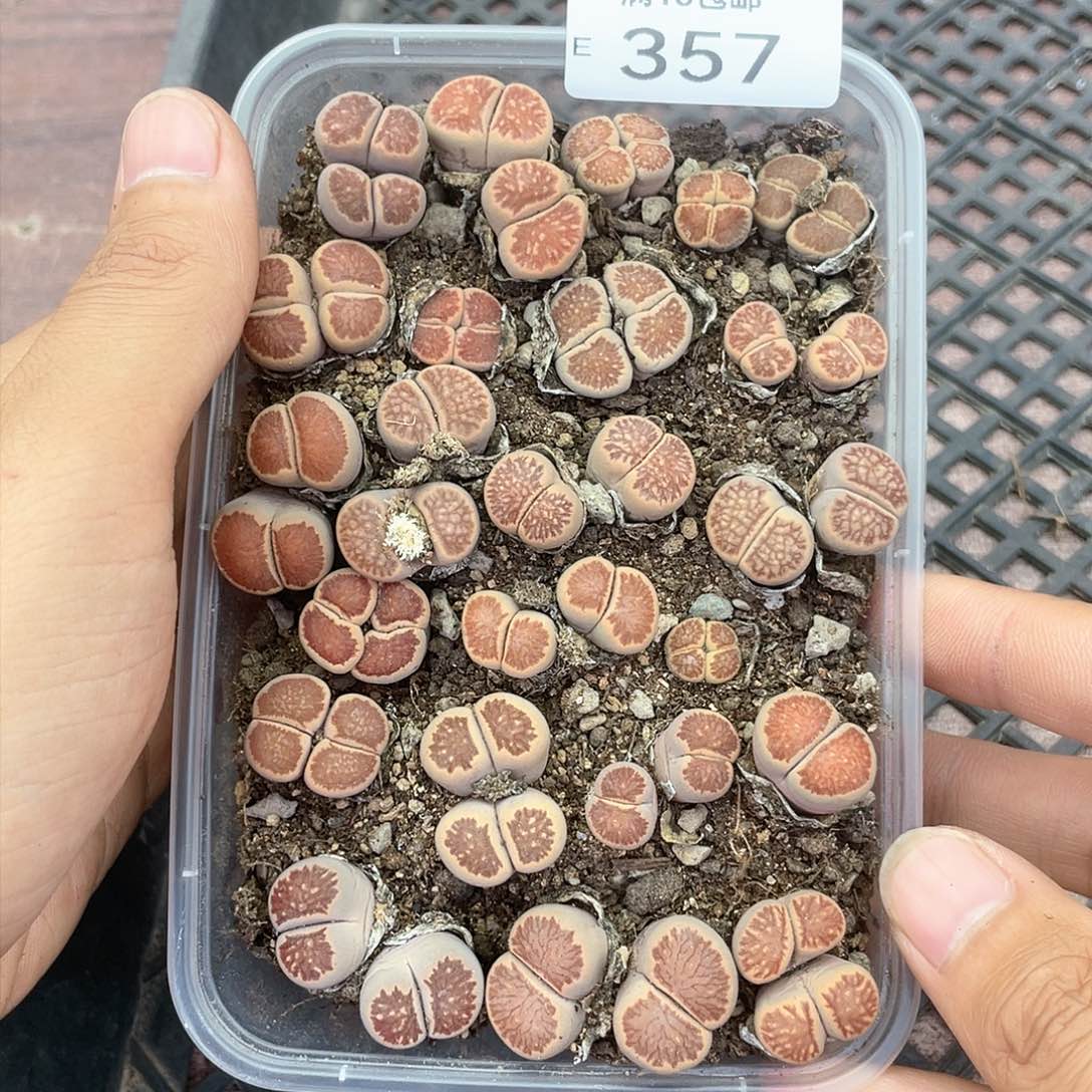 红陶357kkkkkkkkkk