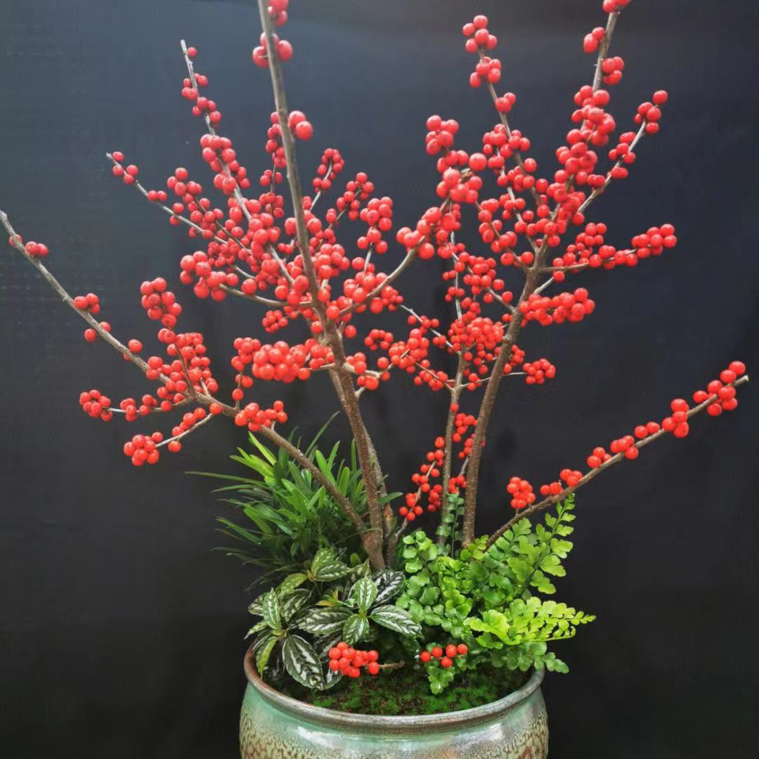耐寒年宵花卉北美冬青大型盆栽植物阳台庭院易种植红果【一物一拍】