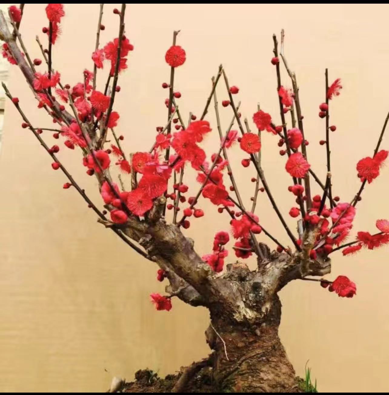 红梅朱砂梅耐寒室内外阳台好养盆栽地栽趣味客厅美观走廊春季红色