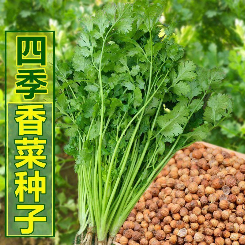 四季香菜种子易种阳台香菜盆栽大叶芫荽种食用香菜南北方播种耐旱