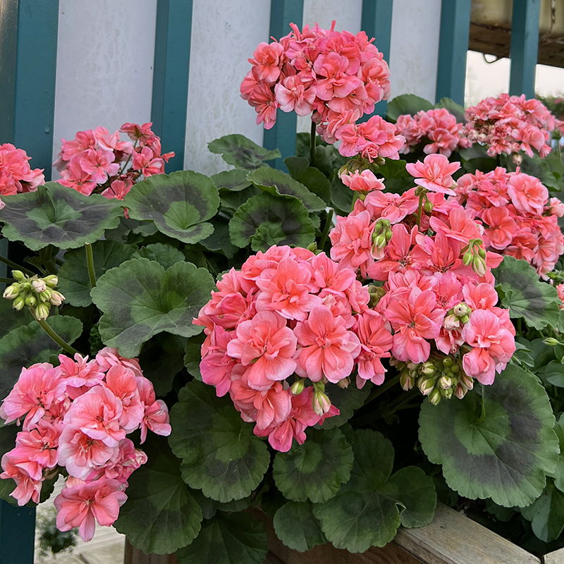 惠惠的花园直立天竺葵花苗 大山宫 阳台大花易养花卉盆栽花苗