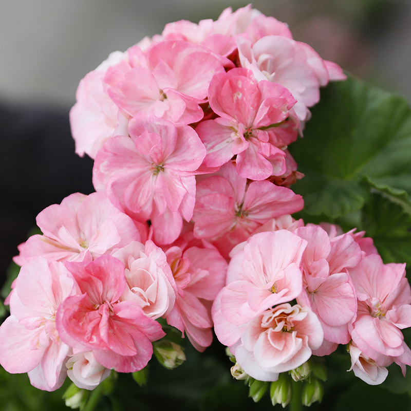 惠惠的花园直立天竺葵丹麦女王矮生多季开花花卉花苗庭院阳台盆栽