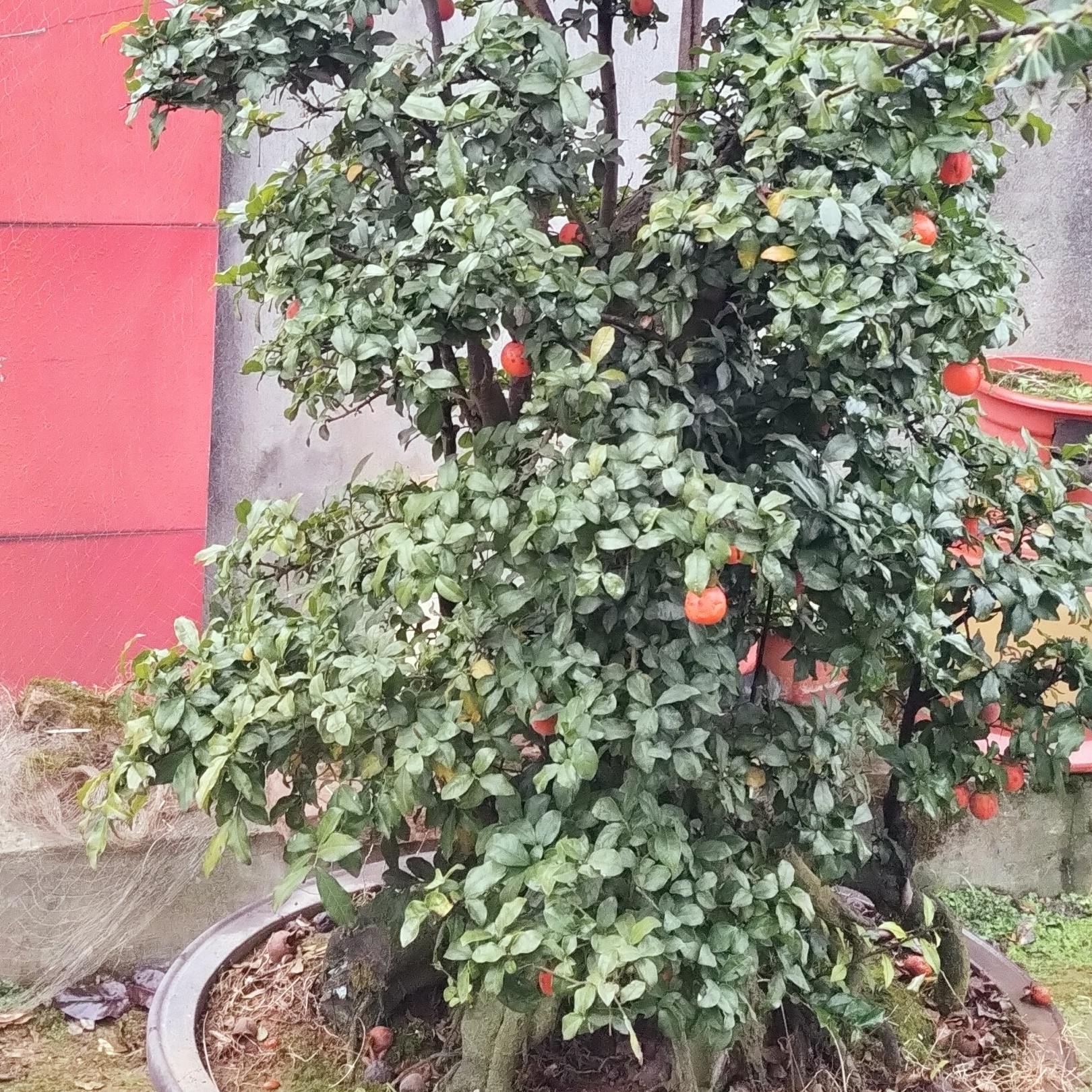 金弹子丛林原生母桩