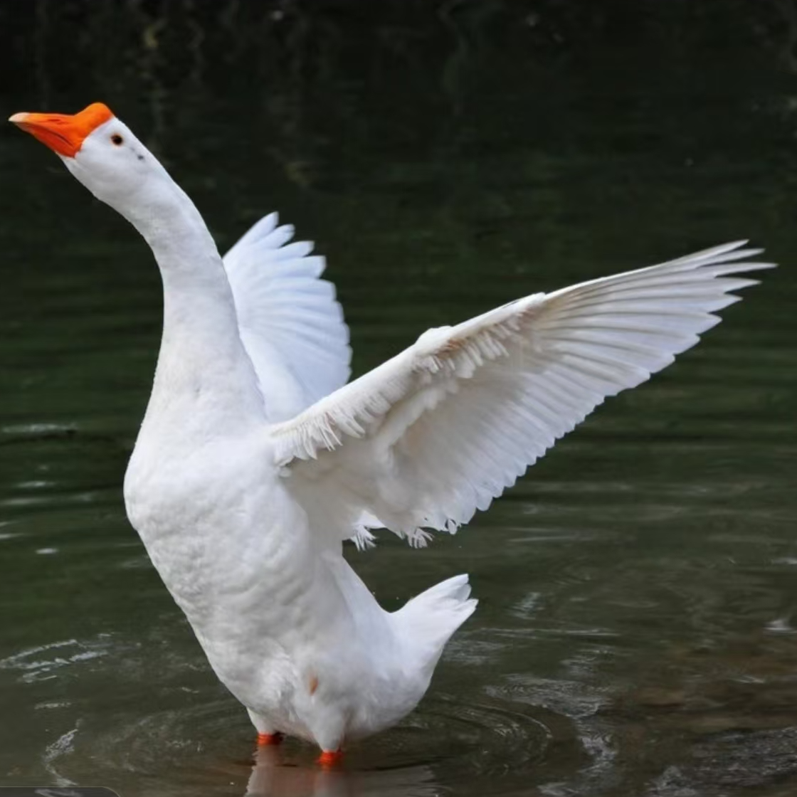 东北散养溜达大鹅