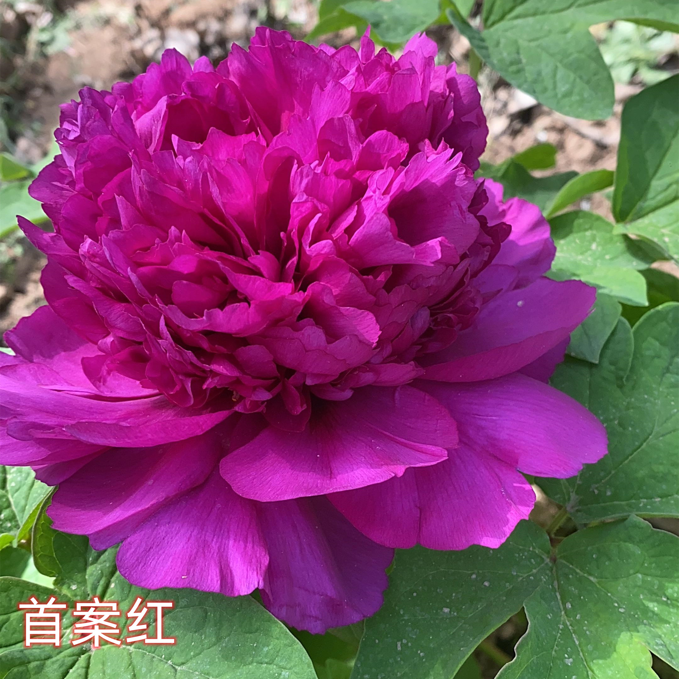 群和【首案红】盆栽带盆洛阳牡丹花苗大苗（紫色系）重瓣庭院花卉