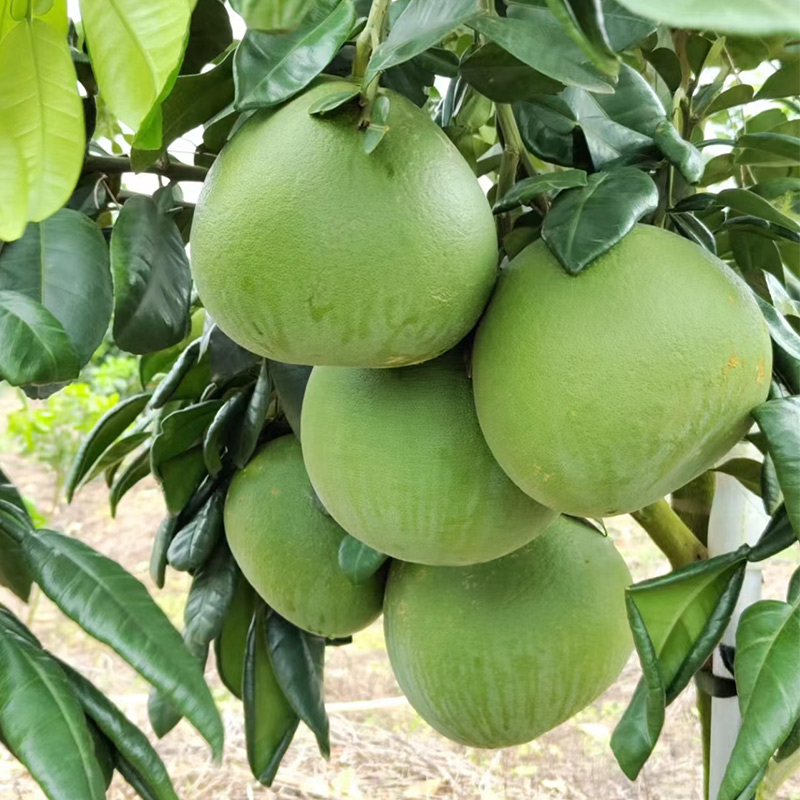 泰国红宝石青暹罗红柚红肉蜜柚嫁接三红蜜柚果树果苖南方北方种植